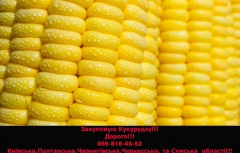На постійній основі закуповую кукурудзу у будь якому обсязі