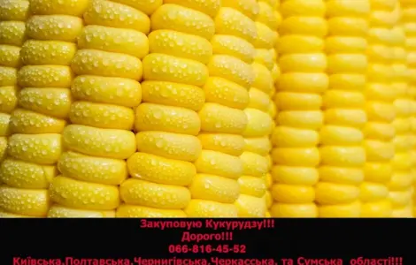 Закупка кукурузы в любых объемах на постоянной основе