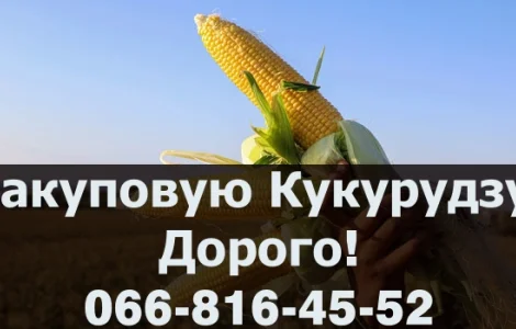 Закуповую за найвищими цінами кукурудзу