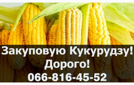 Купую кукурудзу у будь якому обсязі