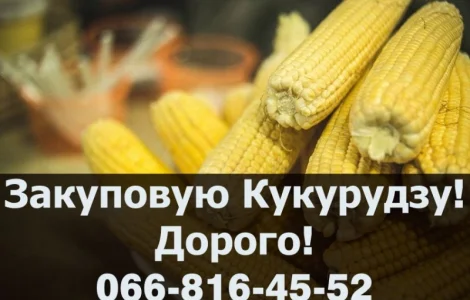 Покупаем кукурузу дорого