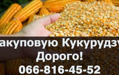 Придбаю Кукурудзу, на постійній основі у необмежених обсягах!ДОРОГО