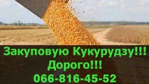 Купую кукурудзу!Дорого!На постійній основі