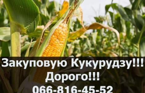 На постійній основі заготовляємо кукурудзу!Високі ціни!Контракт!!!Оплата на вагах