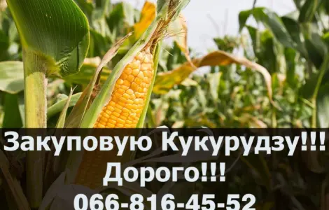 Купуємо кукурудзу на постійній основі! Високі ціни та контракт!