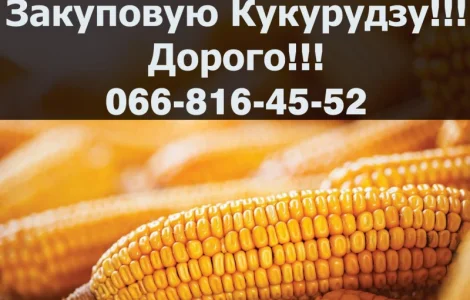 Придбаю кукурудзу від фермерів та населення!Наявні Контракти!Дорого