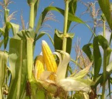 Гибрид ДН Аншлаг ФАО 420 семена кукурузы