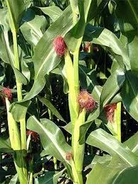 Гибрид Кристель ФАО 270 семена кукурузы