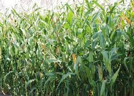 Одесский 385 МВ ФАО 380 семена кукурузы