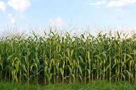 Гибрид Рубикон ФАО 250 семена кукурузы