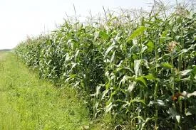 Кукуруза Гран 240