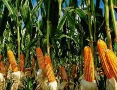 Насіння кукурудзи гібрид Муасон ФАО- 330