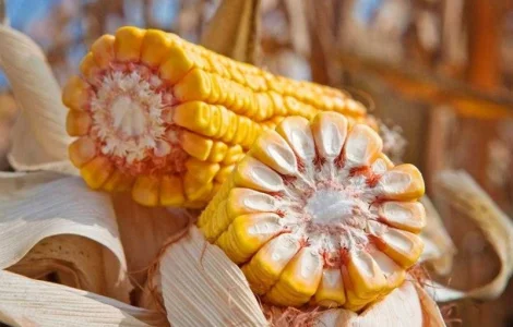 Насіння кукурудзи гібрид Тіадор ФАО 360