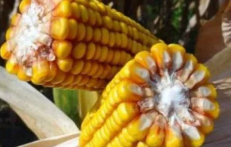 Насіння кукурудзи гібрид Марсель