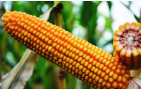 Насіння кукурудзи