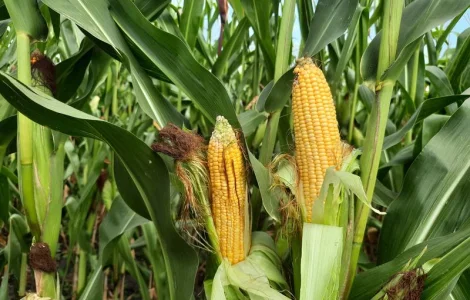 Семена гибрида кукурузы матео фао 320