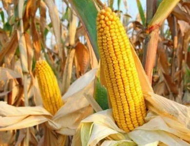 Насіння кукурудзи гібрид Монблан ФАО 320 (2023 рік)