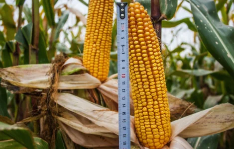 Кукурудза гібрид ДАНІЕЛЬ ФАО 280