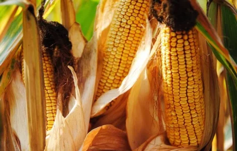 Насіння кукурудзи гібрид руні фао 320