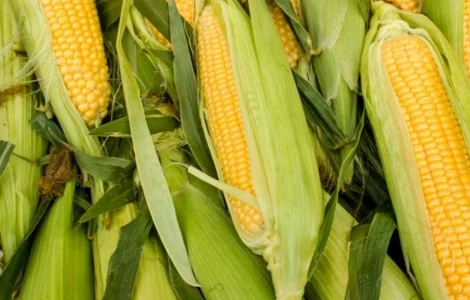 Насіння кукурудзи гібрид Арлен ФАО 300