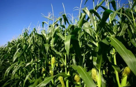 Семена кукурузы гибрид АНДРЕС ФАО 350, ООО "ТК Арт-Агро", Украина