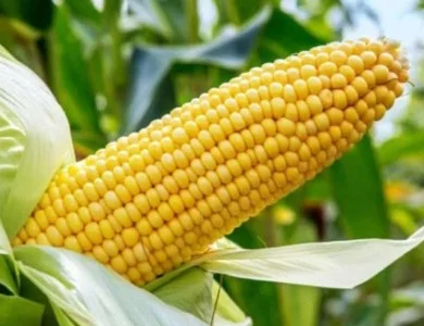 Насіння кукурудзи гібрид АР 18101 К ФАО 320