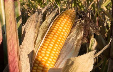 Насіння кукурудзи гібрид ПАРАДІЗ (ФАО 270)