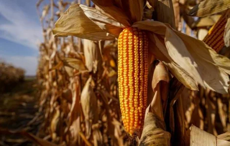 Насіння кукурудзи ДН Аджамка ФАО 350 Рост Агро