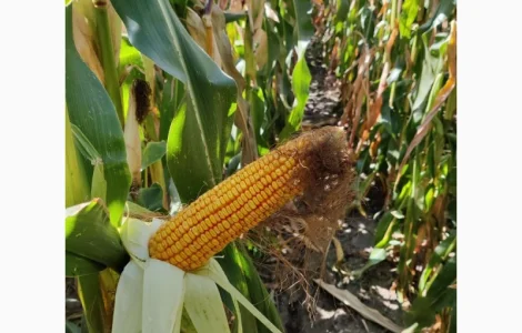 Кукурудза ЛАРСОН ( ФАО 250 )