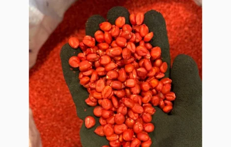 Кукурудза гібрид ФАБРІС ФАО 280