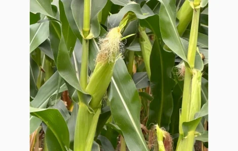 Насіння кукурудзи Девіс ФАО 280 Рост Агро