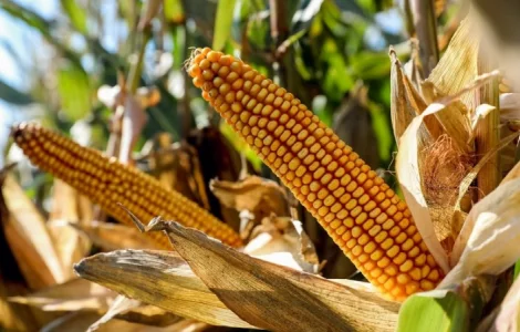 Насіння кукурудзи Файєт ФАО 330 Рост Агро