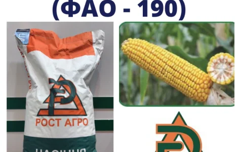 Насіння кукурудзи ДН Синевир (ФАО 190) Рост Агро