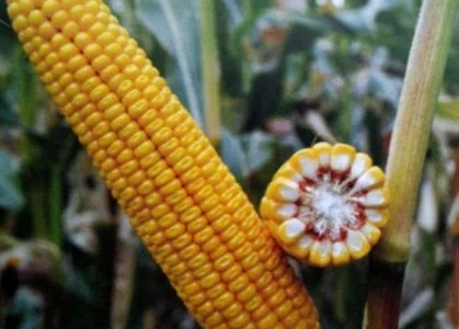 Насіння кукурудзи ДН Пивиха (ФАО 180) Рост Агро