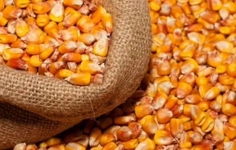 Купуємо кукурудзу кормову на експорт