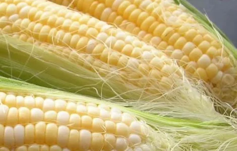 Пропонується насіння кукурузи від виробника