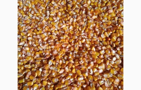 Купляємо кукурудзу по Івано-Франківська області