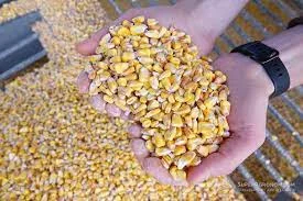 Купляємо кукурудзу по Рівенській області та сусідніх