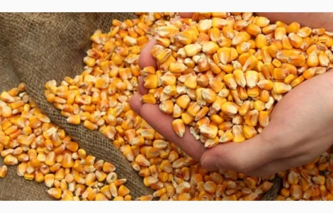 Купляємо кукурудзу по Тернопільській області та сусідніх