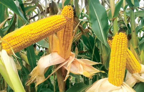 Купляємо кукурудзу / Сумська область