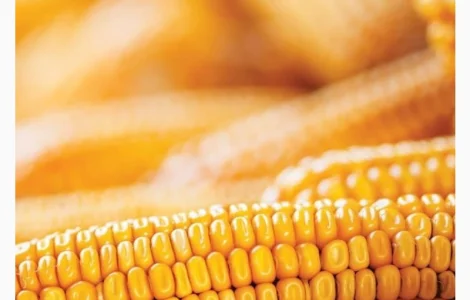 Насіння кукурудзи ДБ Хотин