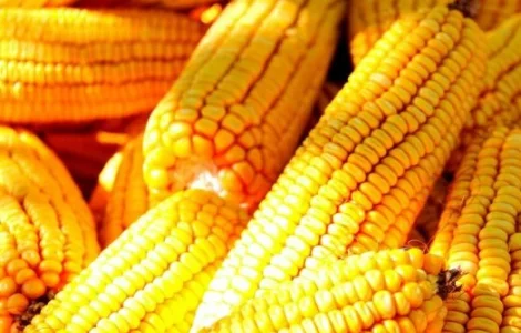 Кукурудза Дніпровський 181 СВ