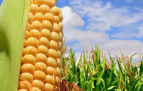 Кукурудза Кремінь 200 СВ