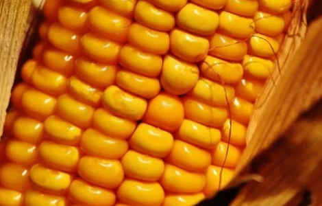 Кукурудза ДН Пивиха