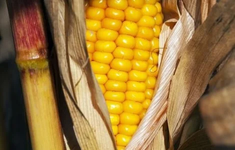 Кукурудза Кремінь 200 СВ