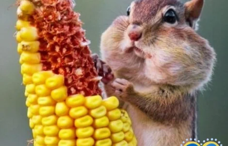 Кукурудза ДН Корунд