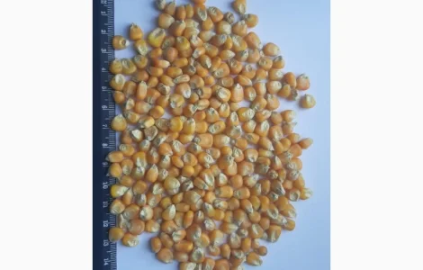 Кукурудза склоподібна кремниста, продаж на експорт