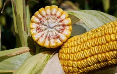 Насіння кукурудзи ЕККЗАКТ RAGT