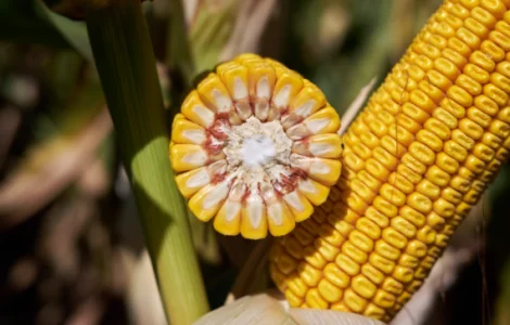 Насіння кукурудзи МОТОРІККС RAGT – продаж