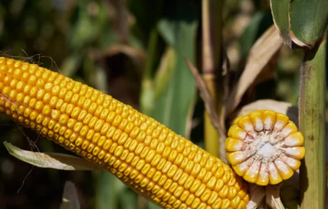 Насіння кукурудзи ЛІПЕККС RAGT у Харкові